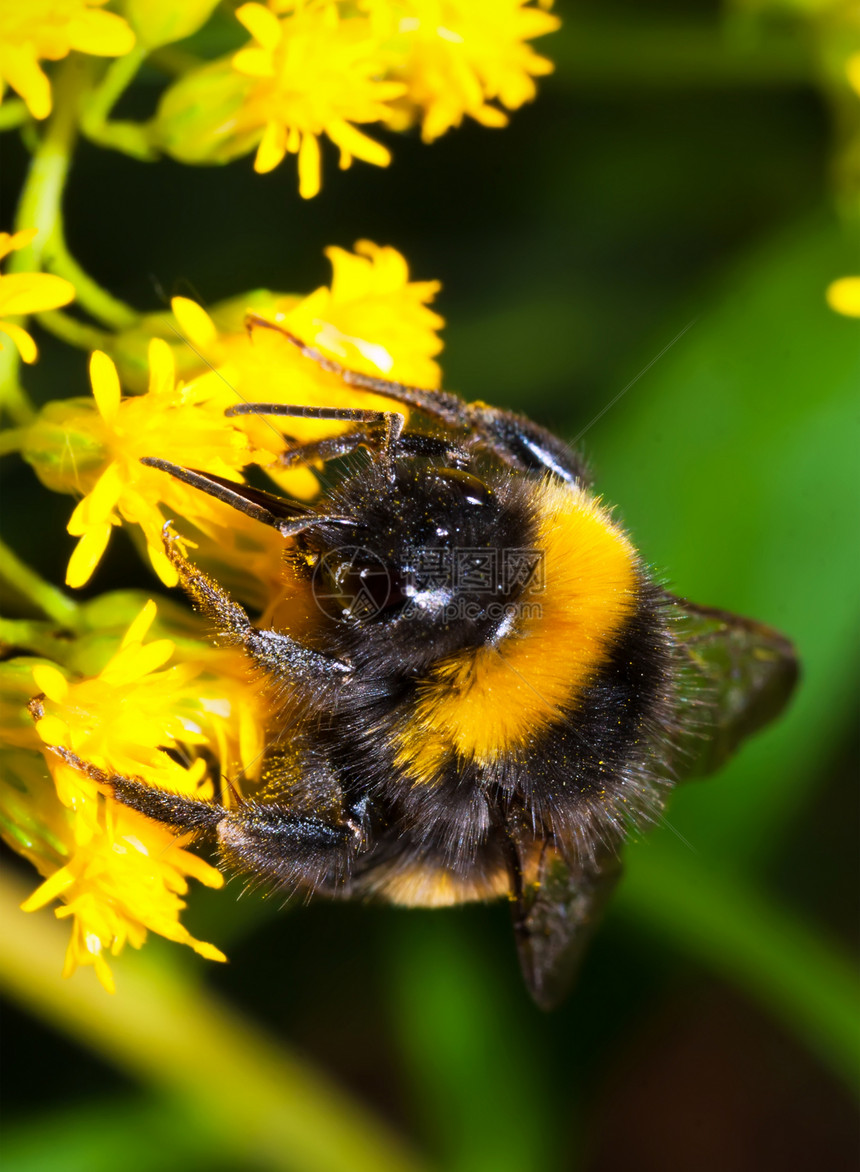 大黄蜂花粉天线蜂蜜头发宏观野生动物翅膀昆虫动物漏洞图片