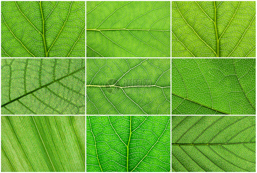 绿叶生活植物细胞生长静脉生态宏观植物学绿色环境图片