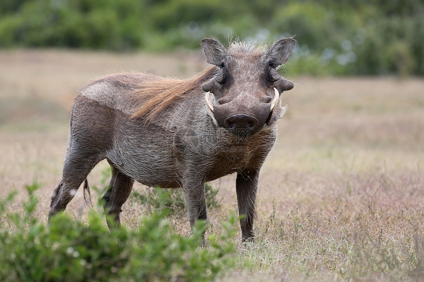 野猪动物獠牙游戏头发公园旅游食草衬套哺乳动物牙齿荒野图片