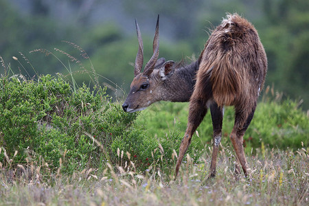 夏布什巴克星座男性衬套牛角动物耳朵荒野哺乳动物棕色游戏大草原背景