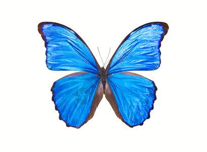 蝴蝶摩尔磷迪迪乌斯情调白色昆虫君主宏观翅膀黑色蓝色动物异国背景