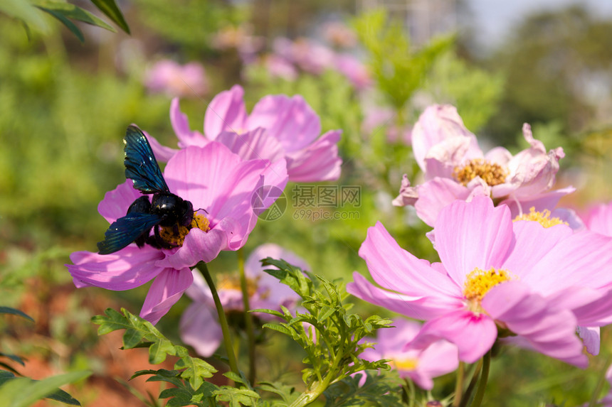 宇宙鲜花和蜜蜂场地花粉花瓣植物蜂蜜植物群粉色花园昆虫晴天图片
