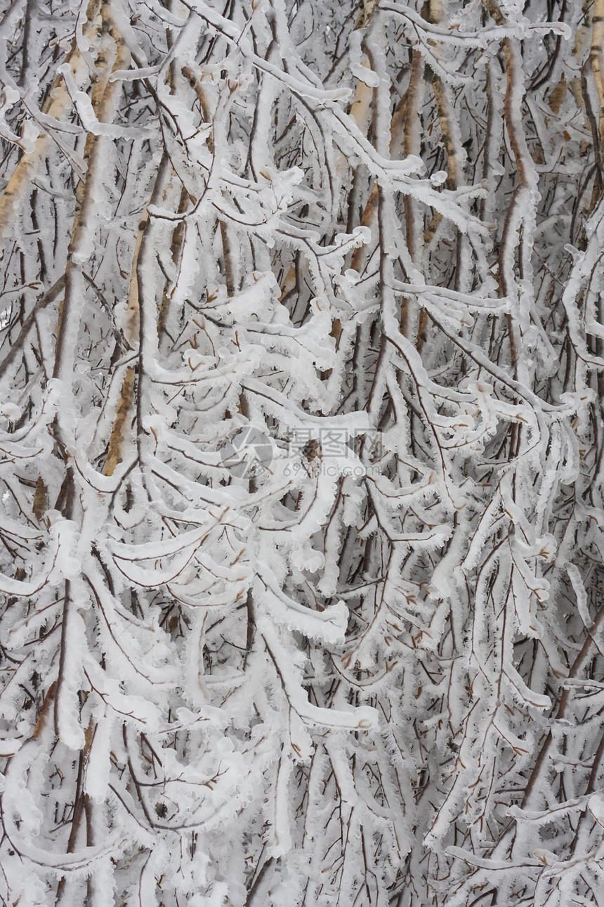 冬季森林天空场景天气冻结白色木头树木季节图片