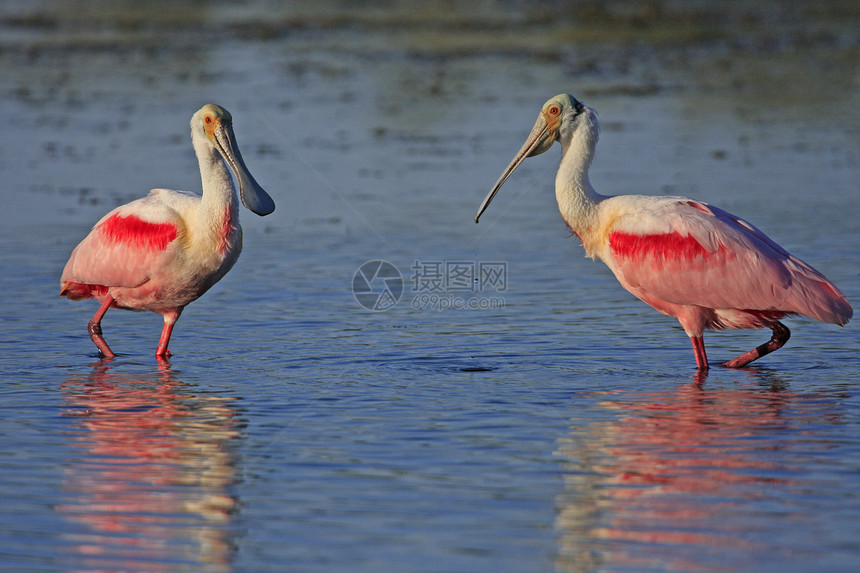 玫瑰勺子玫瑰色涉水野生动物粉色海鸟红色动物荒野夫妻图片