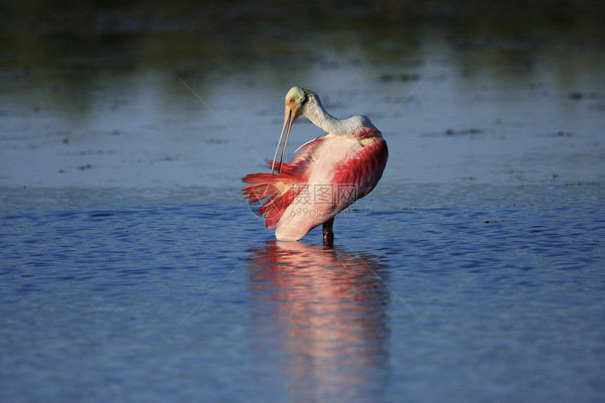玫瑰Spoonbill野生动物涉水荒野海鸟动物玫瑰色红色粉色图片