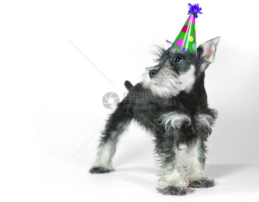 生日帽子 穿着白色的Shanovarzer小狗宠物动物问候哺乳动物朋友猎犬工作室庆典小动物犬类图片
