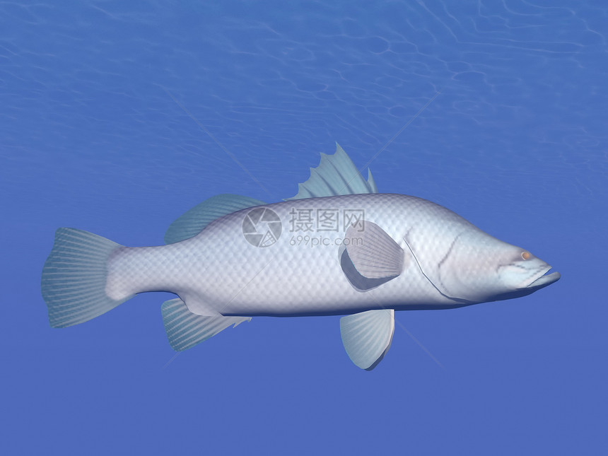 Barramundi鱼在水下 - 3D转化为图片