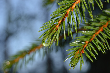 挪威脱水绿色森林水滴针叶树奶奶木头阴雨珍珠雨滴褶皱高清图片