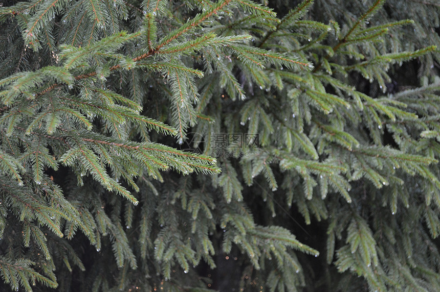 挪威脱水雨滴褶皱珍珠绿色奶奶木头森林松林天气针叶树图片