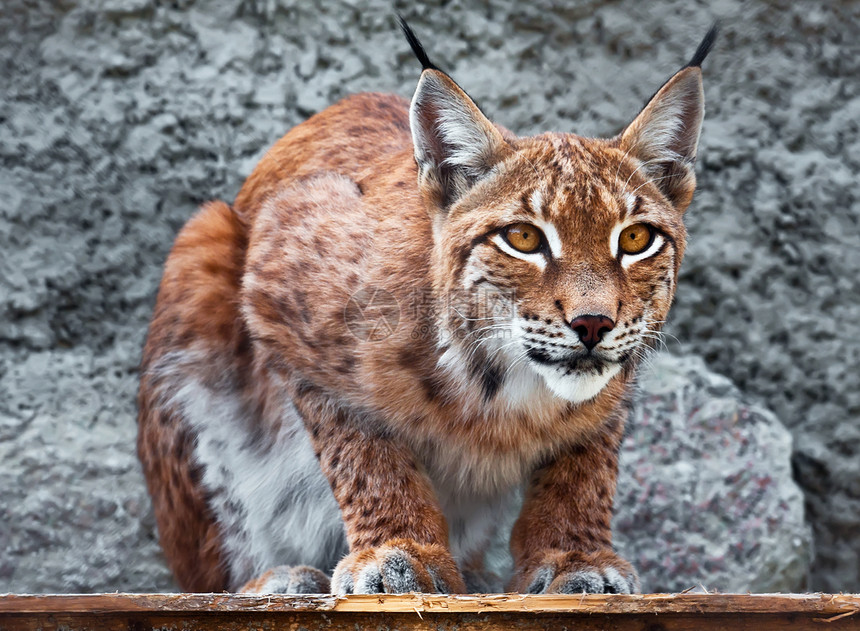 Lynx 林克眼睛外套毛皮捕食者荒野动物园危险野猫哺乳动物动物图片