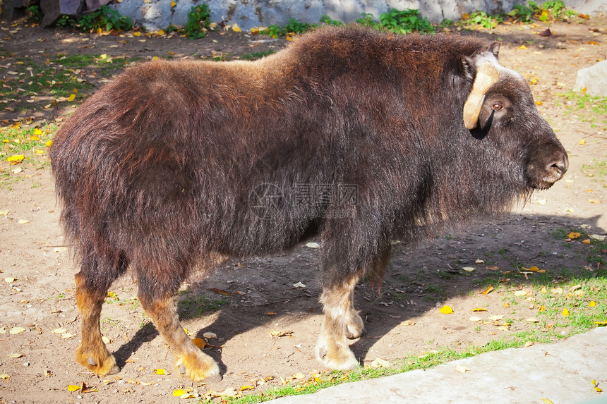 穆斯科克麝香荒野头发毛皮羊毛黑色防御力量动物园哺乳动物图片