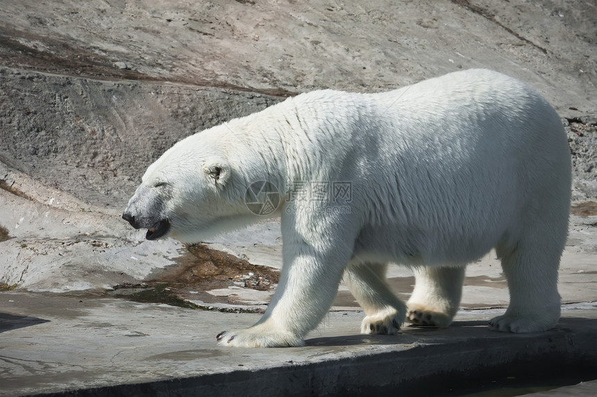 北极熊食肉捕食者濒危动物荒野毛皮力量猎人动物园野生动物图片