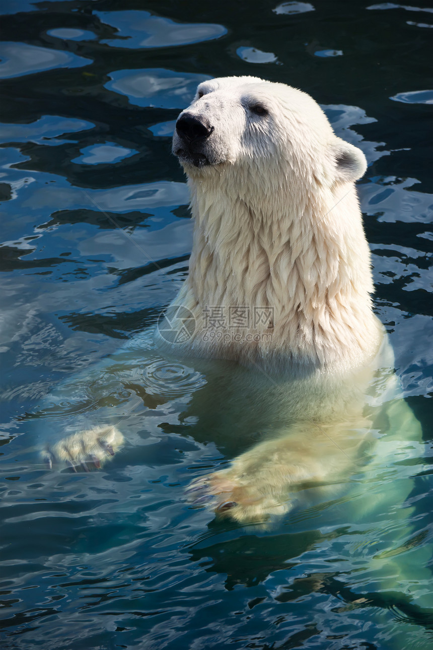 北极熊爪子毛皮食肉动物力量哺乳动物濒危荒野捕食者野生动物图片