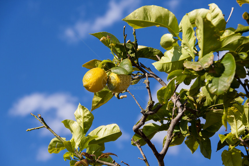 柠檬树上的新鲜柠檬蓝天自然夏天水果阳光天空收成生长果汁季节晴天热带农业图片