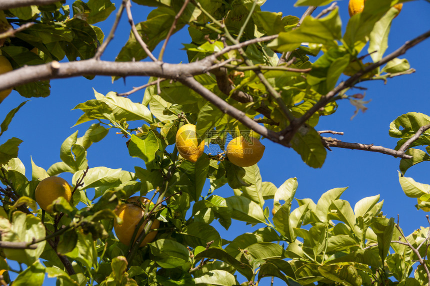 柠檬树上的新鲜柠檬蓝天自然夏天季节花园水果食物收成生长晴天热带叶子植物图片