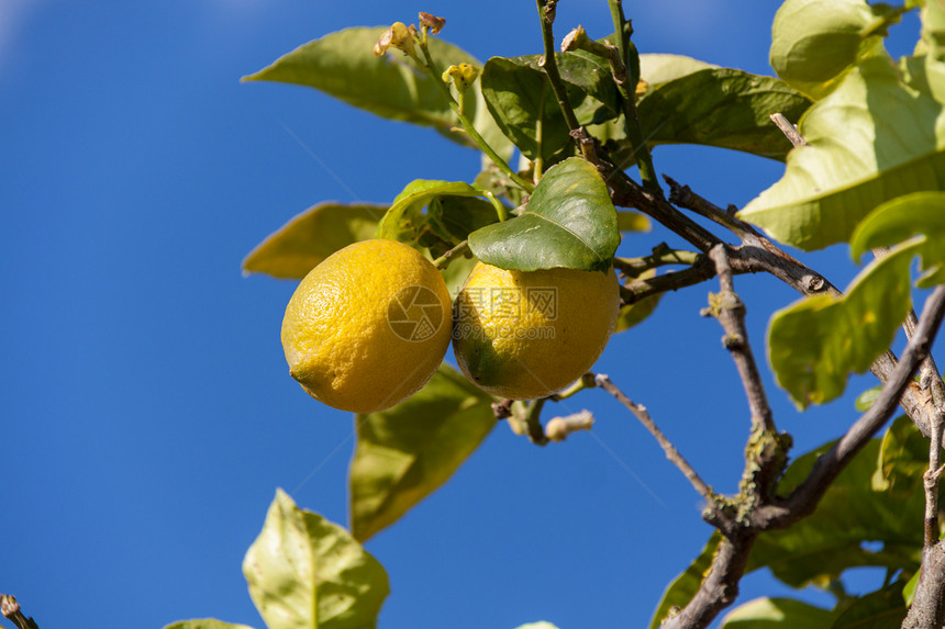 柠檬树上的新鲜柠檬蓝天自然夏天热带农业果汁食物植物叶子季节阳光水果花园图片