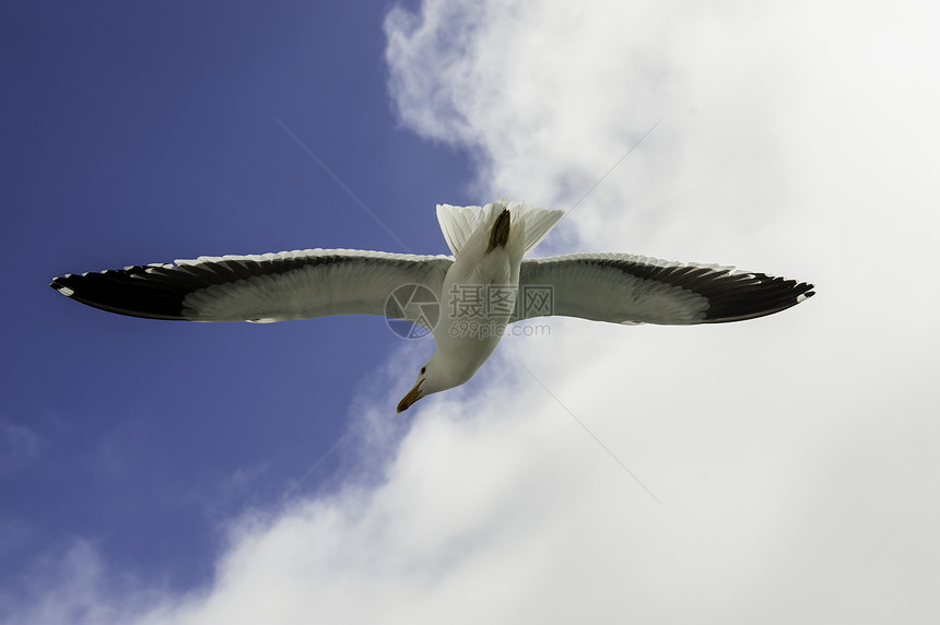 飞行海鸥野生动物海洋黑色晴天动物天空空气白色自由绿色图片