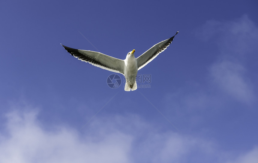 飞行海鸥生态支撑太阳海洋翅膀自由海鸟野生动物空气荒野图片