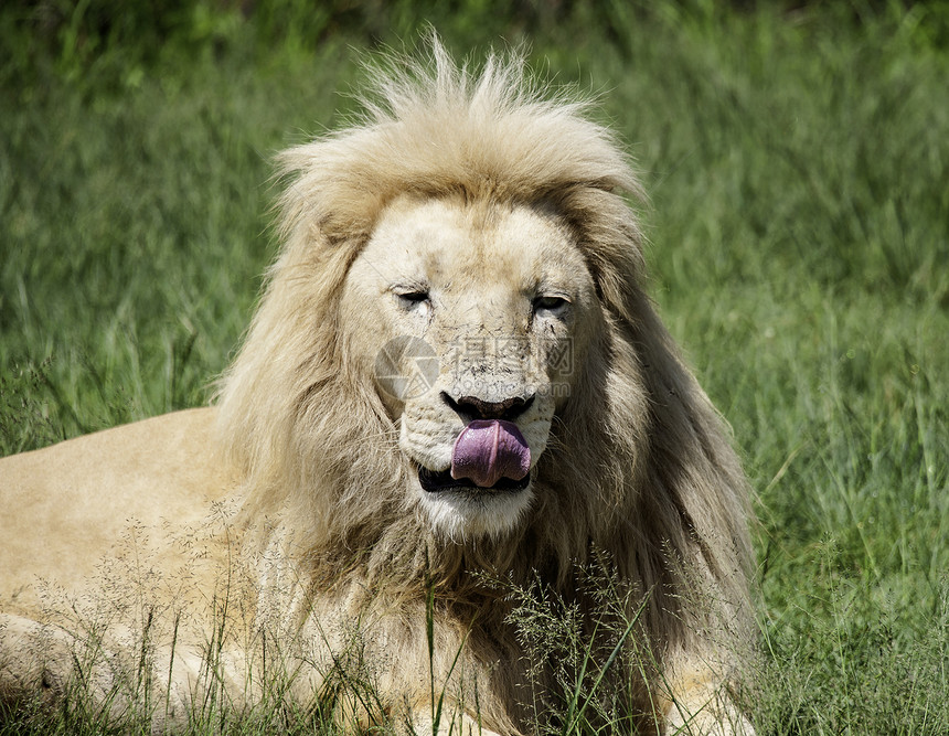 狮子王国家马拉捕食者马赛家庭环境荒野公园狮子哺乳动物图片