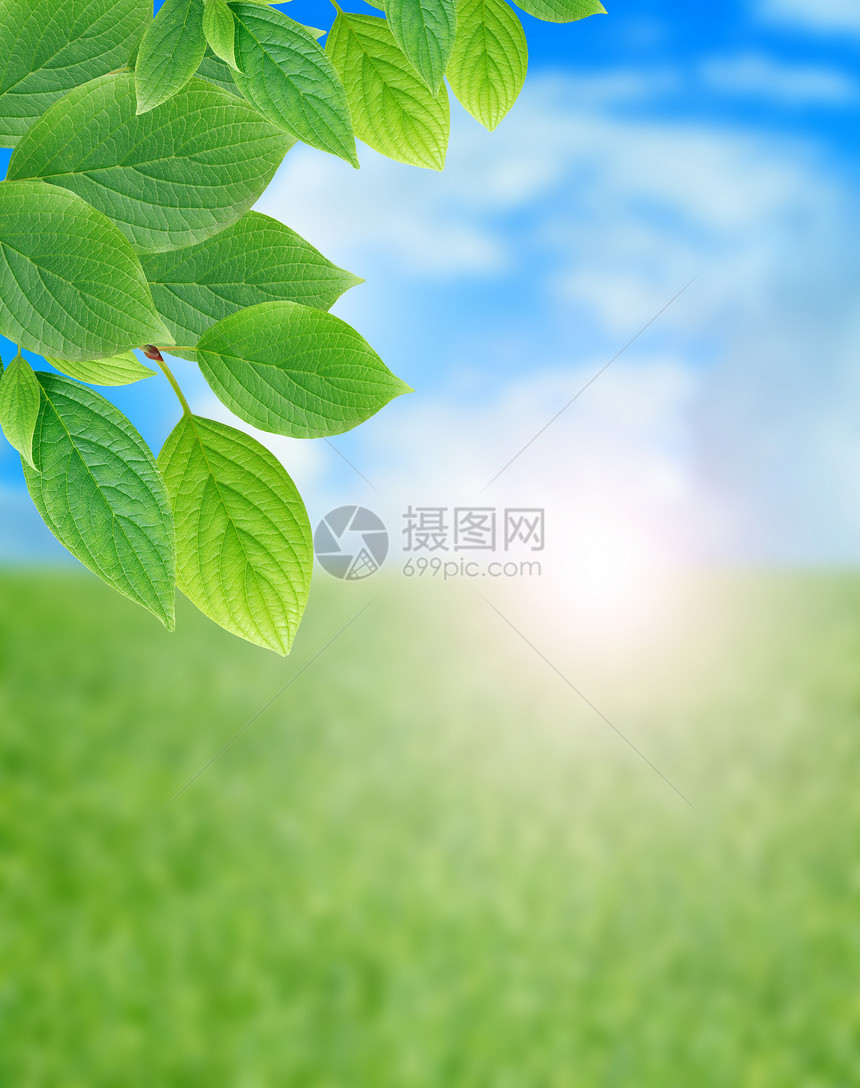 绿叶边界环境生态枝条框架植物问候场地绿色农业镜框图片