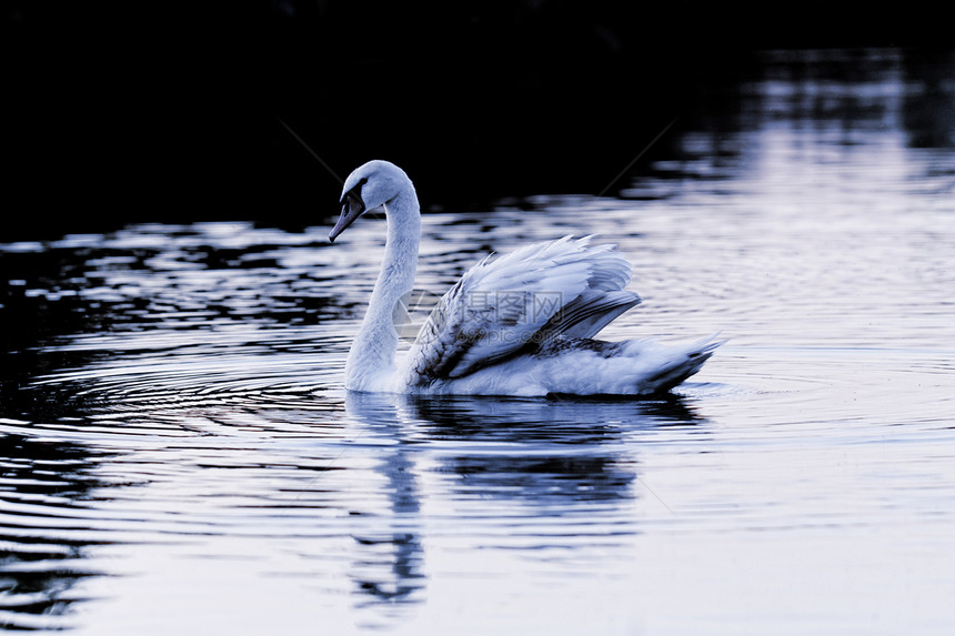 孤单的天鹅白色脖子反射鸟类蓝色动物羽毛野生动物池塘游泳图片