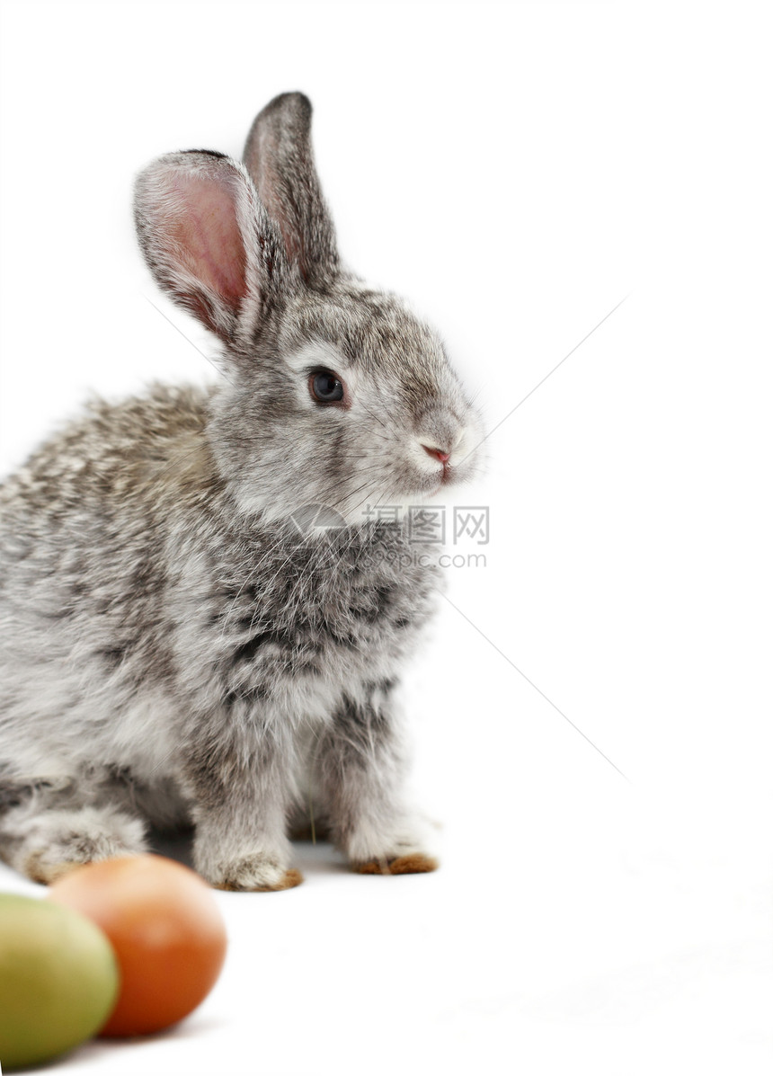 灰兔农业耳朵乐趣宠物红色野兔动物宏观白色灰色图片