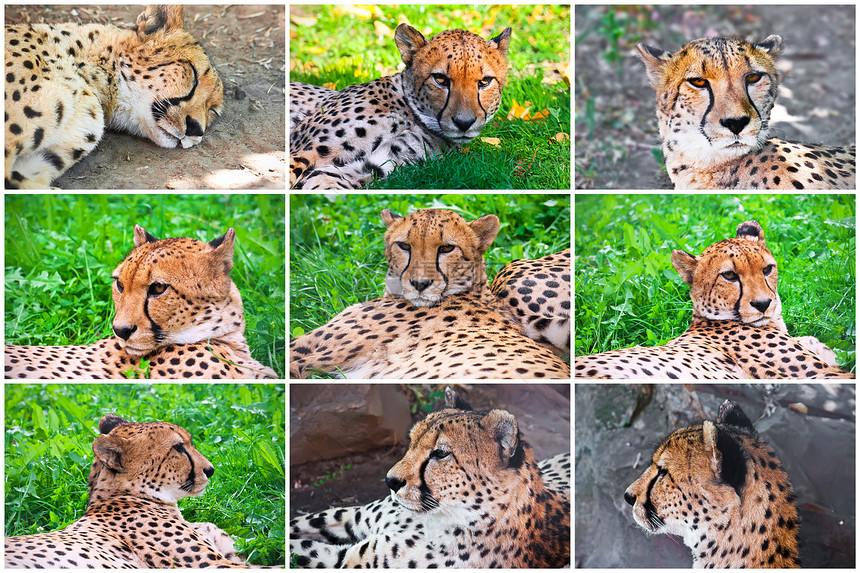 猎豹濒危哺乳动物眼睛食肉猎人动物园猫科毛皮动物捕食者图片