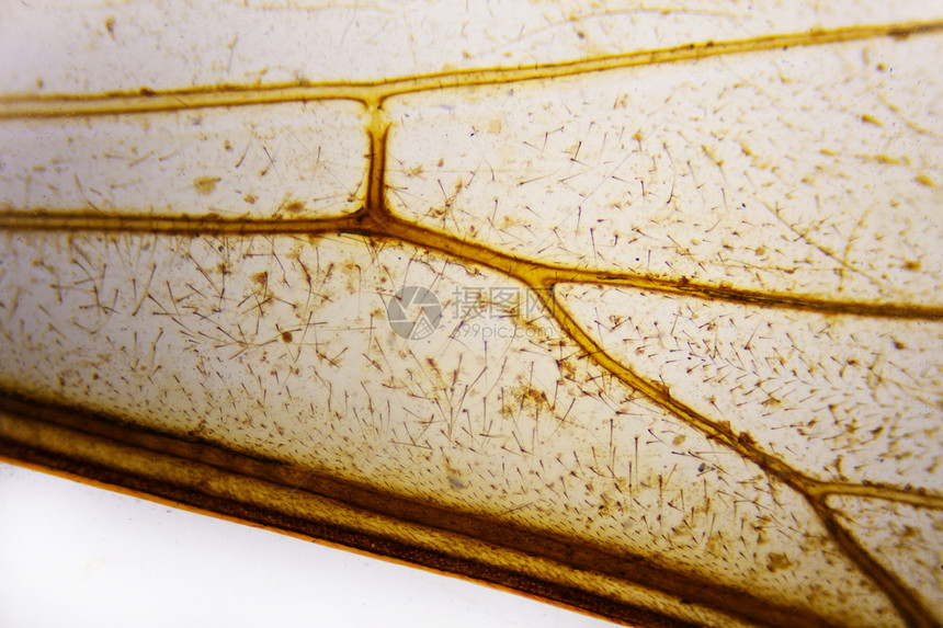 蜜蜂之翼显微镜宏观研究昆虫生物学照片显微摄影静脉科学图片