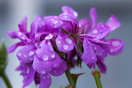 巴杰拉花瓣季节高清图片