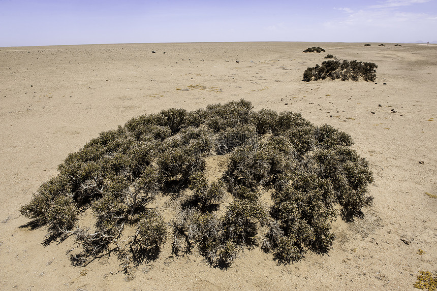 厕所国家水平纳米布风景植物生态公园沙漠荒野奇异果图片
