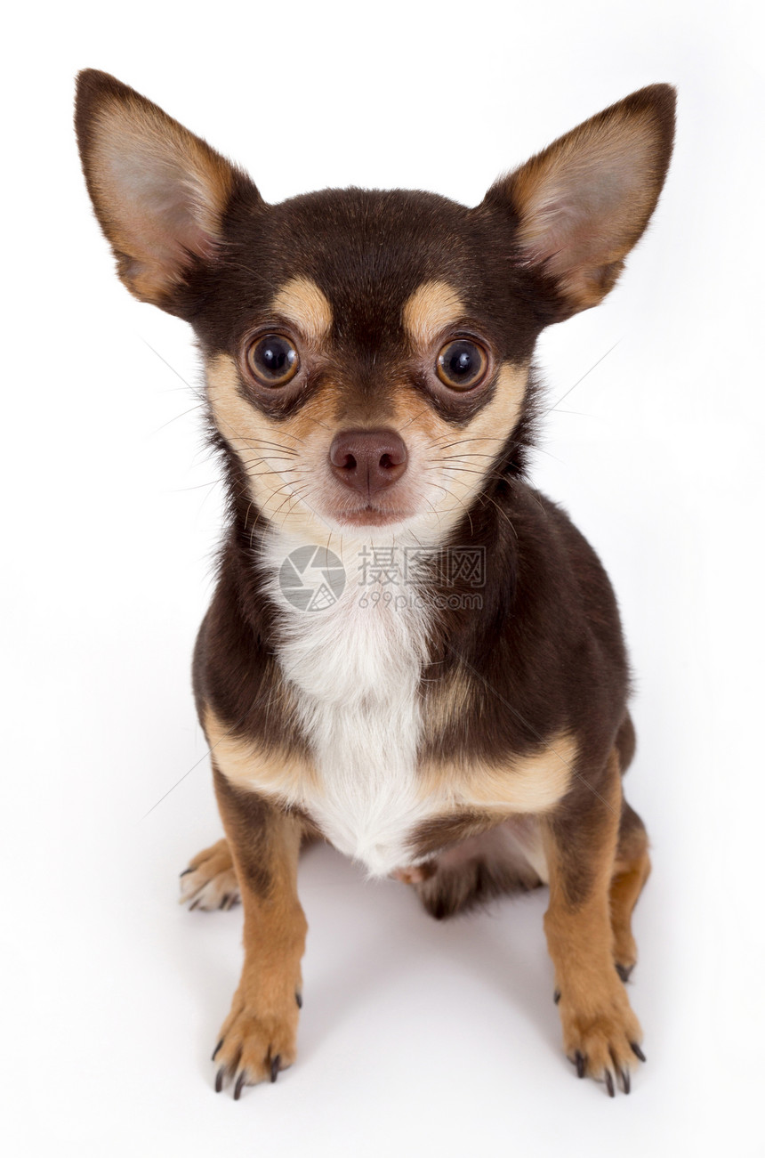 可爱的吉娃娃狗纯种狗摄影兽耳影棚动物图片