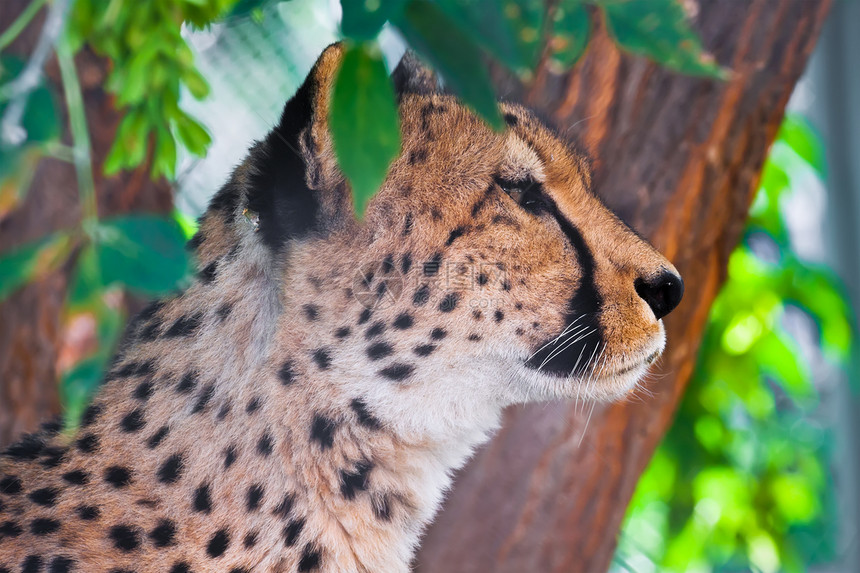 猎豹食肉猫科动物毛皮动物荒野公园动物园野生动物速度眼睛图片