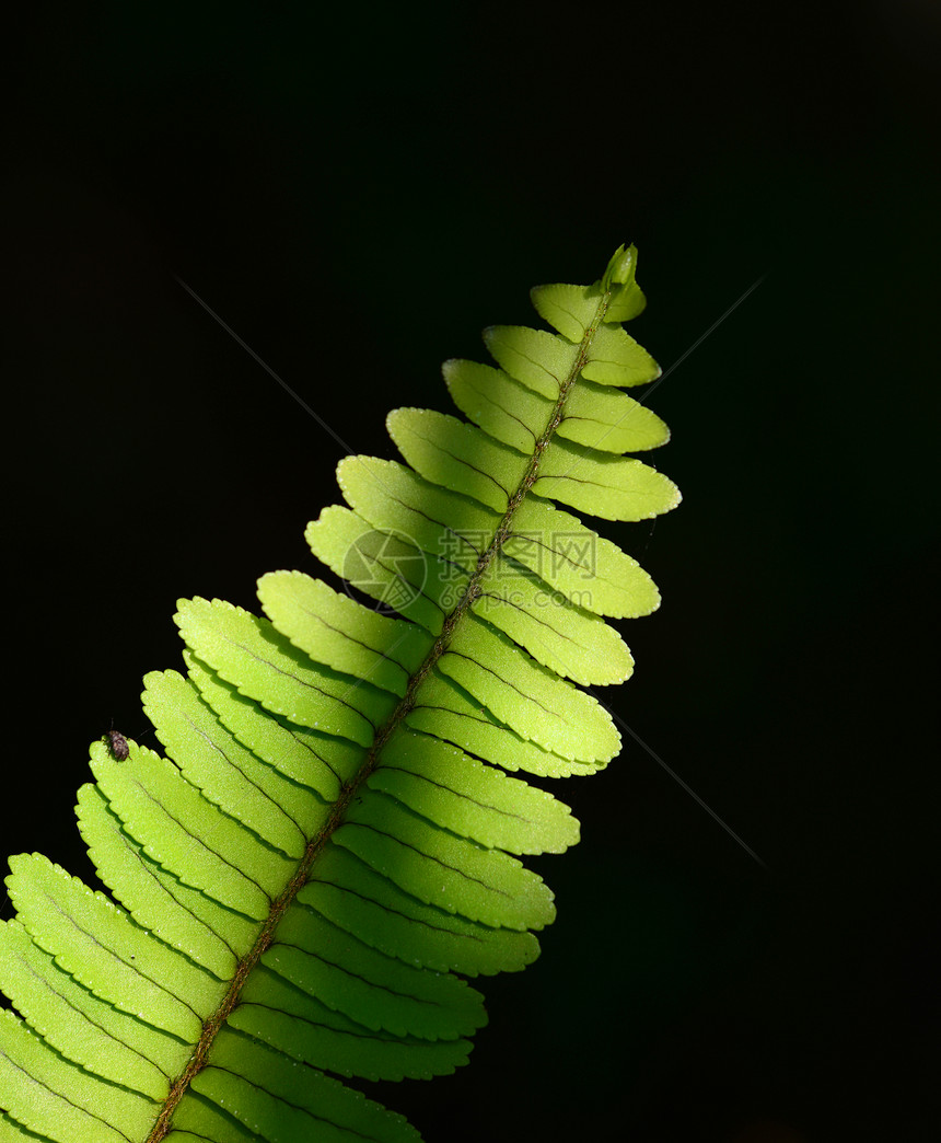 费尔植物蕨类叶子绿色对象图片