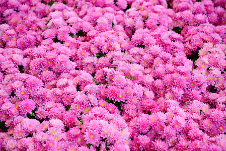 模纹花坛素材粉红菊花图案栽培自然纹花束花卉色彩植物粉色纹理雏菊背景