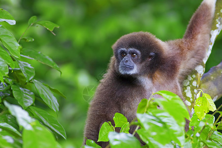 Gibbon 猴子野生动物森林濒危国家公园俘虏长臂猿丛林植物动物背景图片