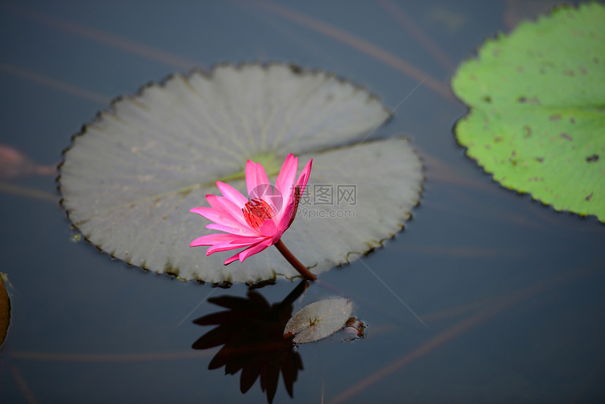 粉水百合花头热带花瓣池塘气候叶子植物学荷花花园粉色图片