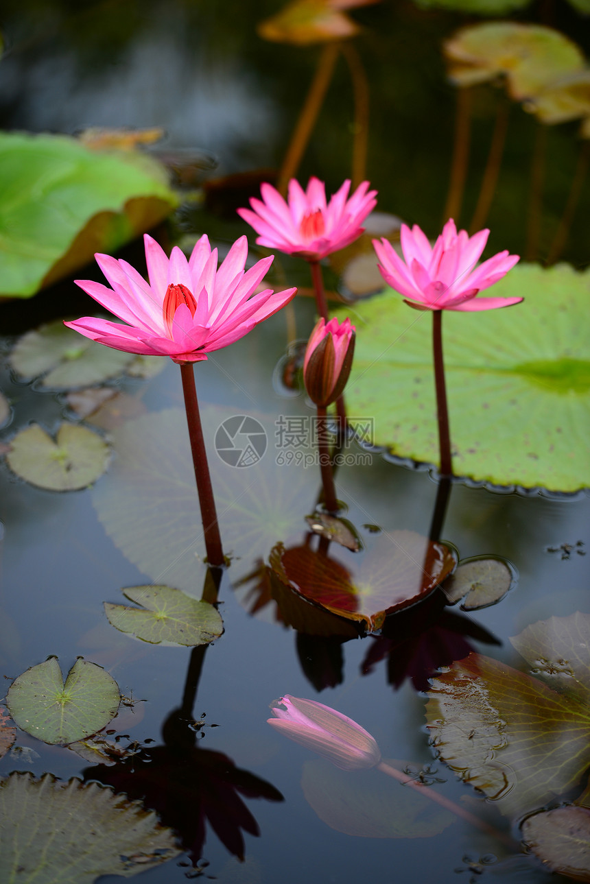 粉水百合花园植物学花瓣叶子气候热带花头阳光粉色池塘图片