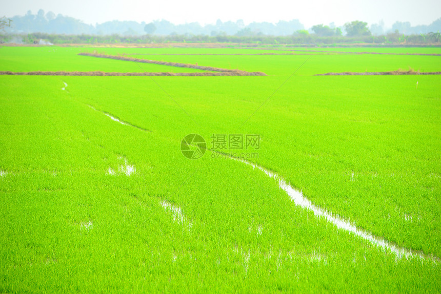 稻田庄稼主食生长收获旅行农场土地场地植物谷类图片