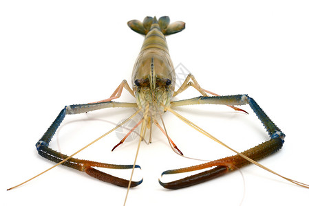 虾小龙虾低脂肪胡子食物健康饮食贝类甲壳动物海鲜高清图片