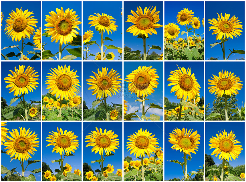 向日向植物天空黄色太阳蓝色植物群绿色花瓣活力晴天图片