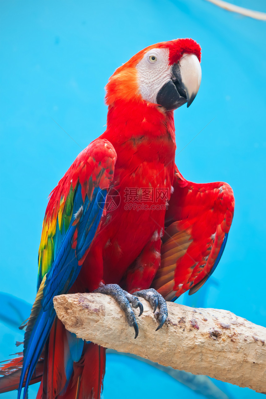 阿拉鹦鹉荒野野生动物翅膀鸟类黄色热带情调宠物动物羽毛图片