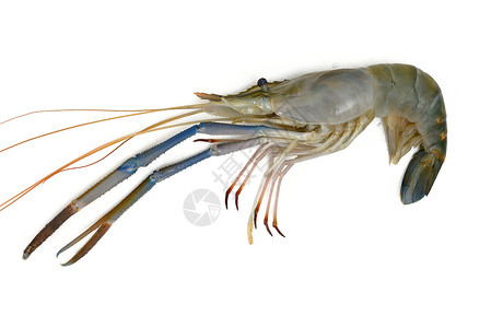 虾健康饮食贝类小龙虾胡子海鲜低脂肪食物动物甲壳背景图片