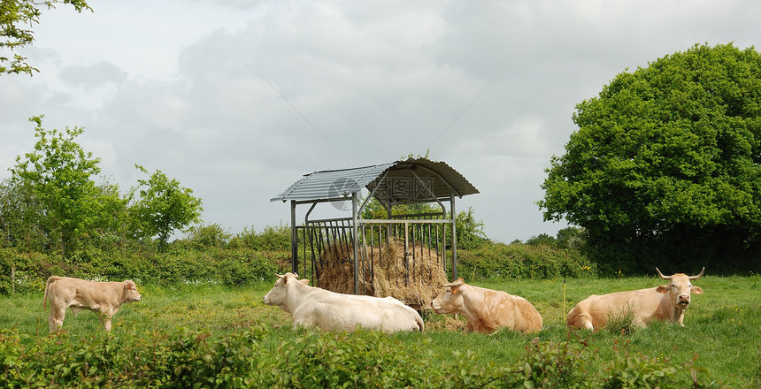 草地中的牛群场地标签牛肉动物奶牛农场图片