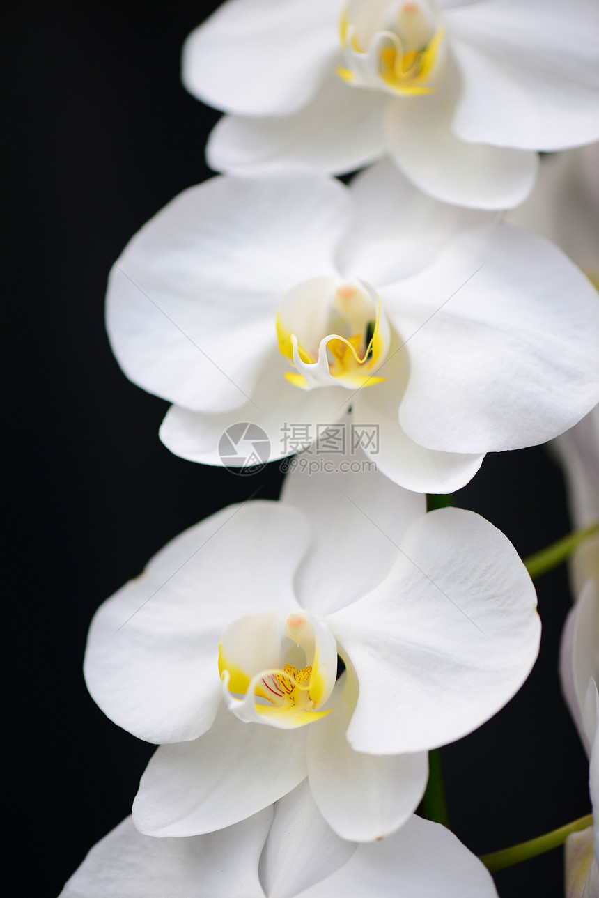 白兰花花卉花瓣绿色兰花植物热带情调异国花头白色图片