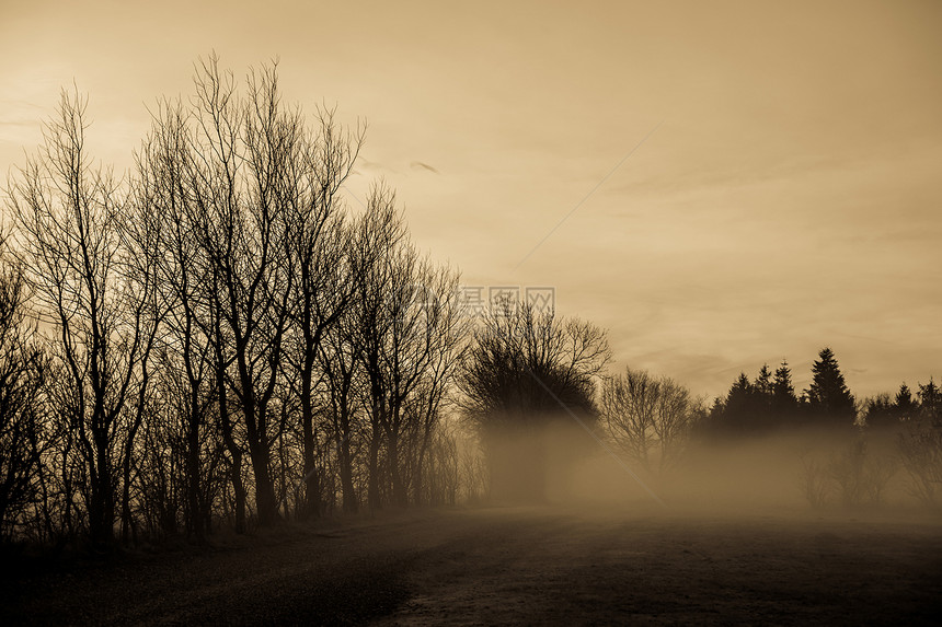 上午雾场景薄雾天气棕褐色太阳农村场地阳光天空季节图片