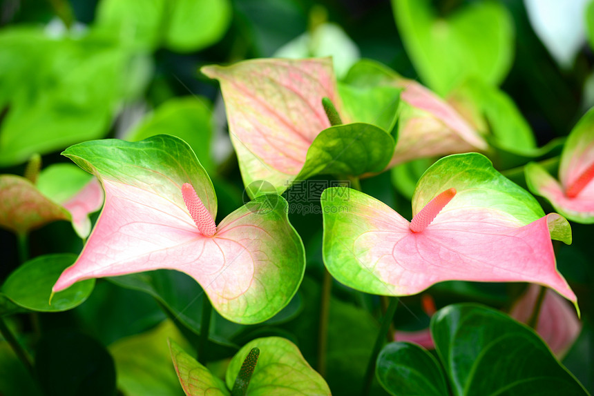 安图留气候绿色植物花园粉色热带图片