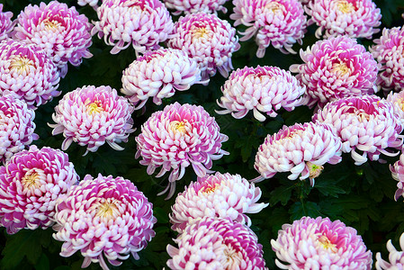 达利亚语Name花瓣自然纹模式花园色彩粉色生长高清图片