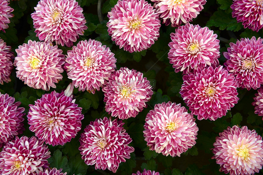 达利亚语Name红色自然纹生长花园色彩花瓣粉色模式图片