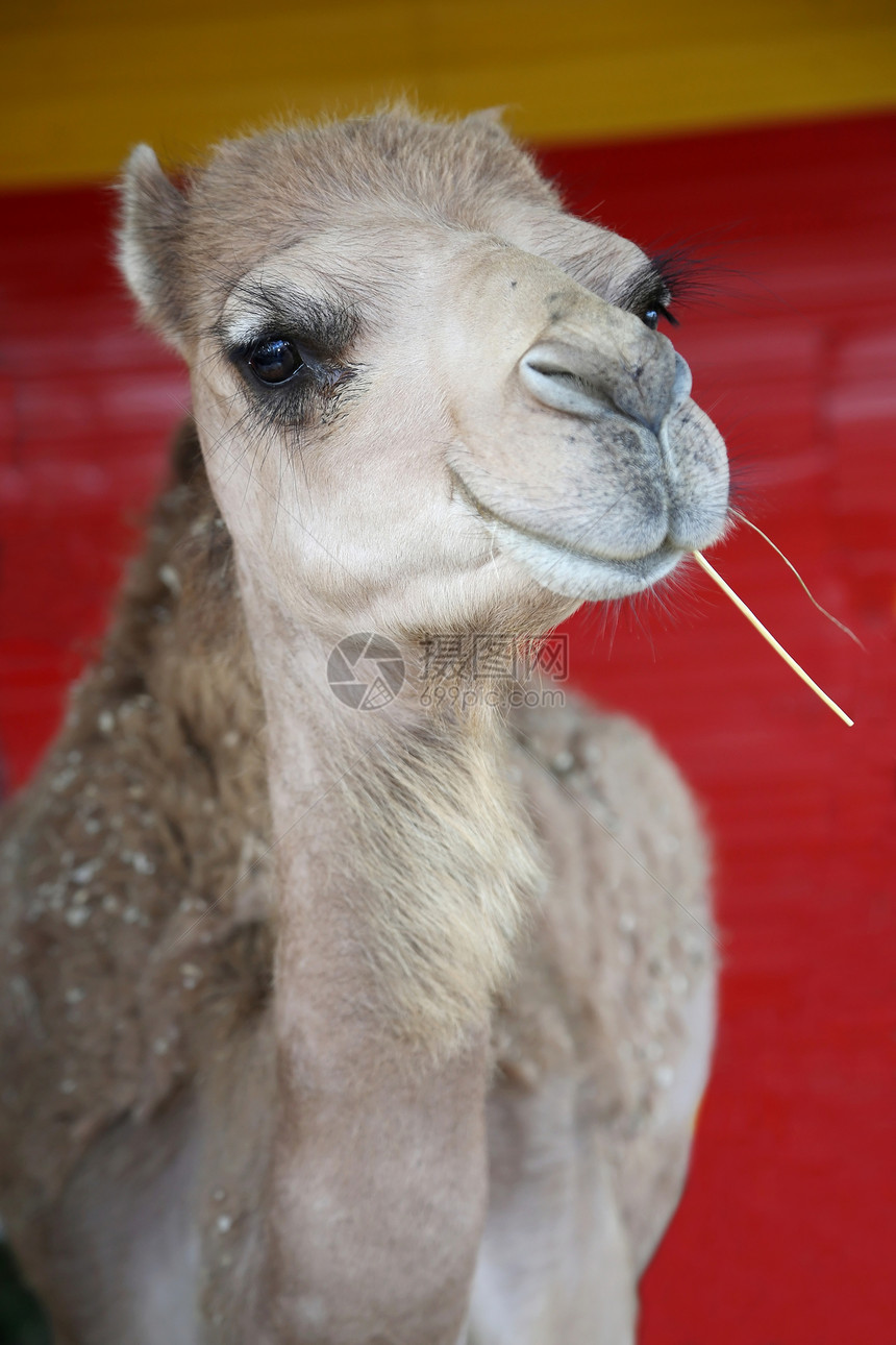 微笑的骆驼脖子动物白色鼻孔哺乳动物野生动物荒野睫毛公园家畜图片