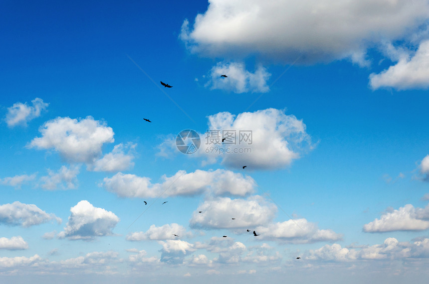 鸟类和云晴天场景风景气象天空天气飞行移民阳光气候图片